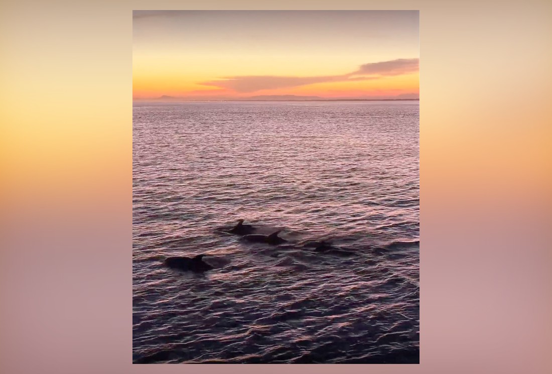 Vídeo mostra grupo de 30 golfinhos no pôr do sol e