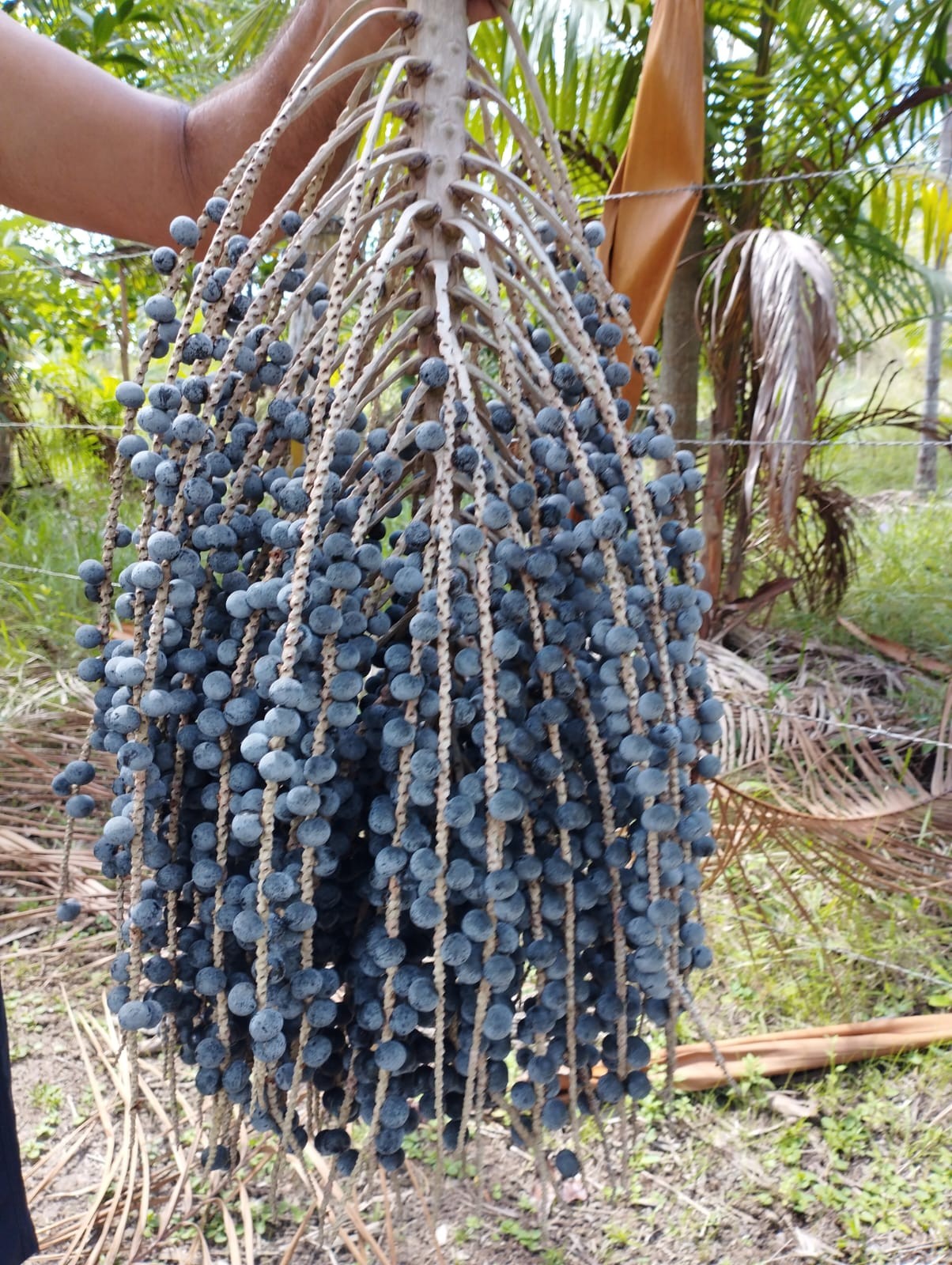 Cover image for Açaí: novo estudo comprova efeito neuroprotetor dessa fruta no cérebro dos adolescentes; entenda