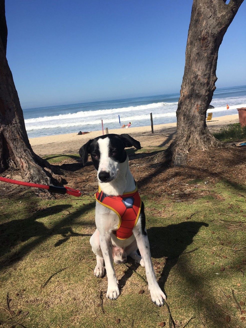 O cãozinho passeando na Praia do Recreio  — Foto: Divulgação