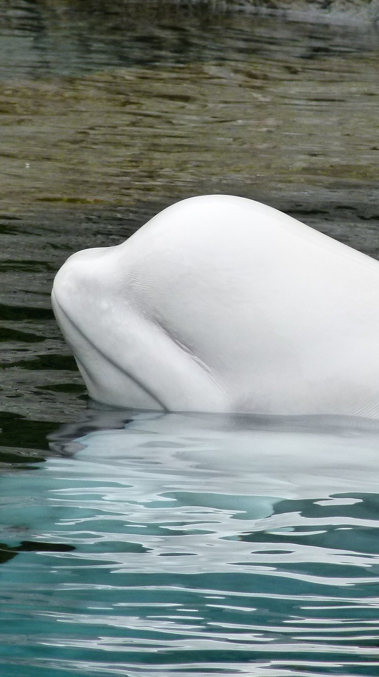 Morre beluga encalhada no rio Sena, próximo a Paris