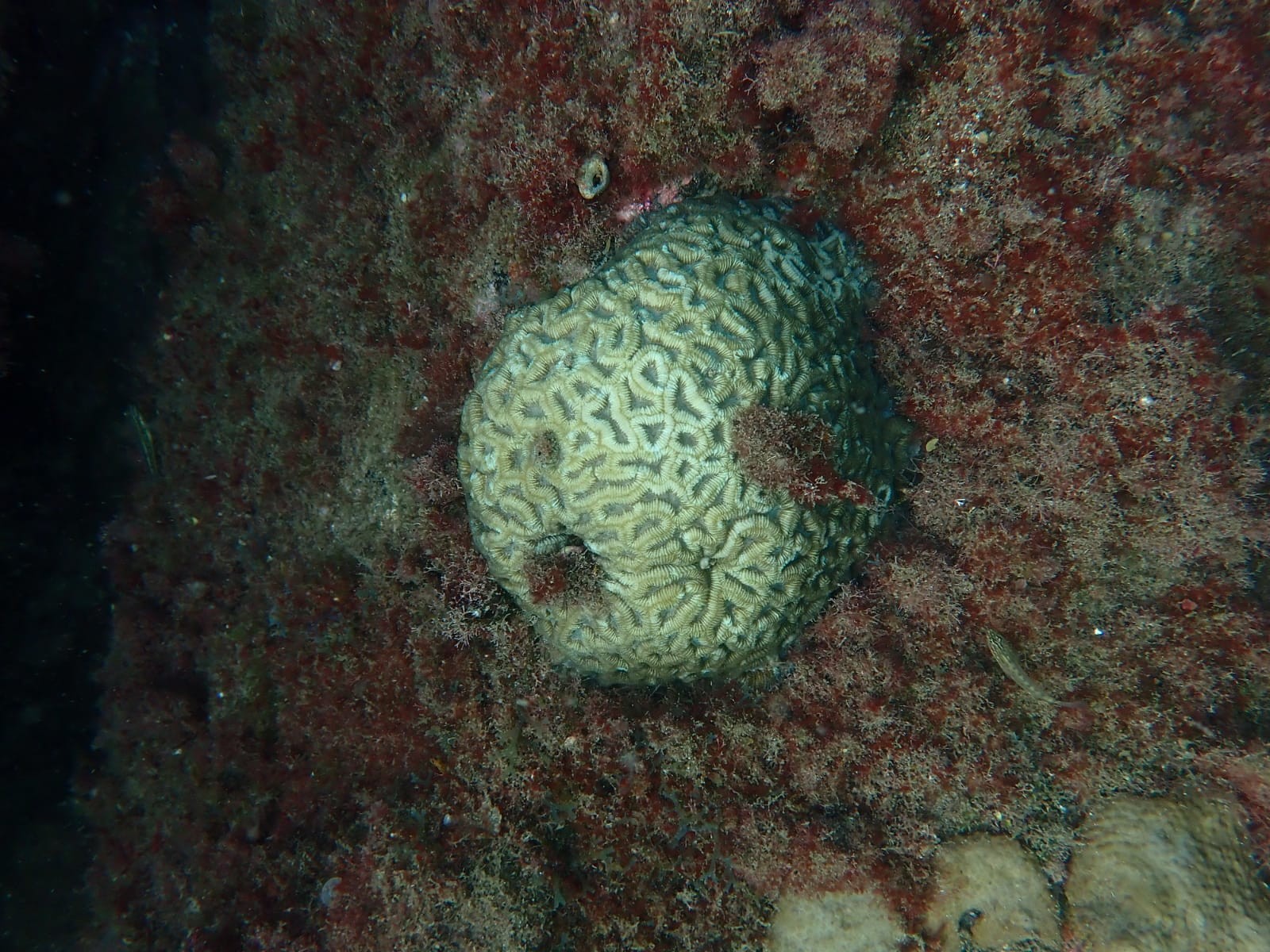 Corais embranquecido na Bacia de Ilha Grande, na Costa Verde do Rio — Foto: Felipe Skinner/Divulgação