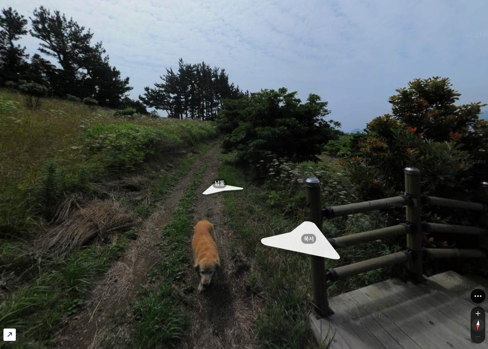 A simpática Maru, da raça golden retriever, seguis fotógrafo na ilha de Jukdo, na Coreia do Sul, e apareceu em centenas de fotos — Foto: Kakao Map / Reprodução