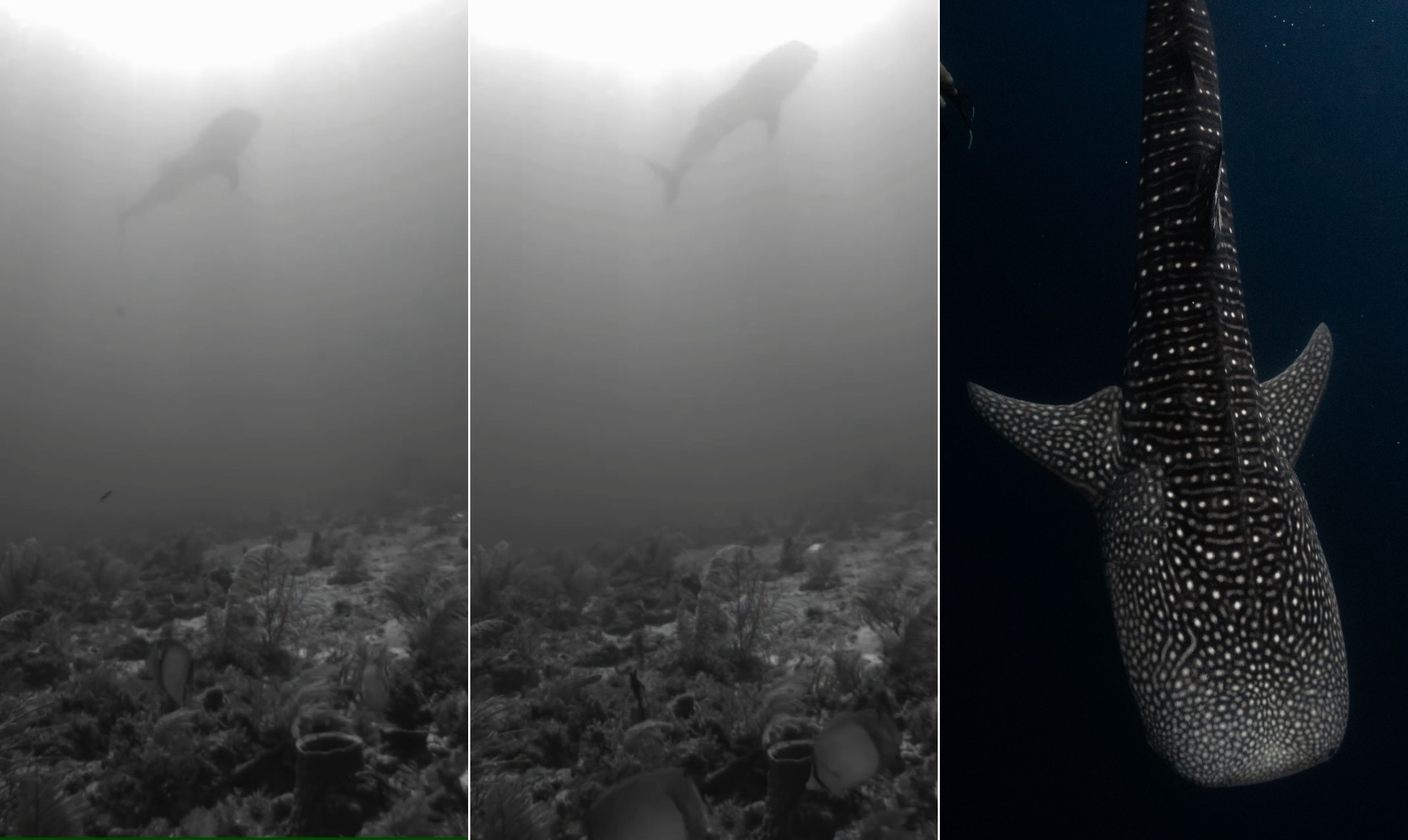 Gigante dos Mares: Tubarão-Baleia Flagrado na Flórida