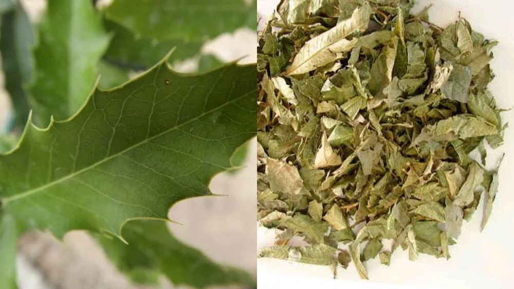 Espinheira-santa: conheça erva medicinal presente no Brasil que pode ...