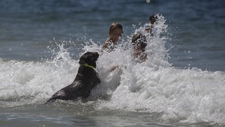 Cachorro brinca no mar da praia do Leblon — Foto: Márcia Foletto/Agência O Globo