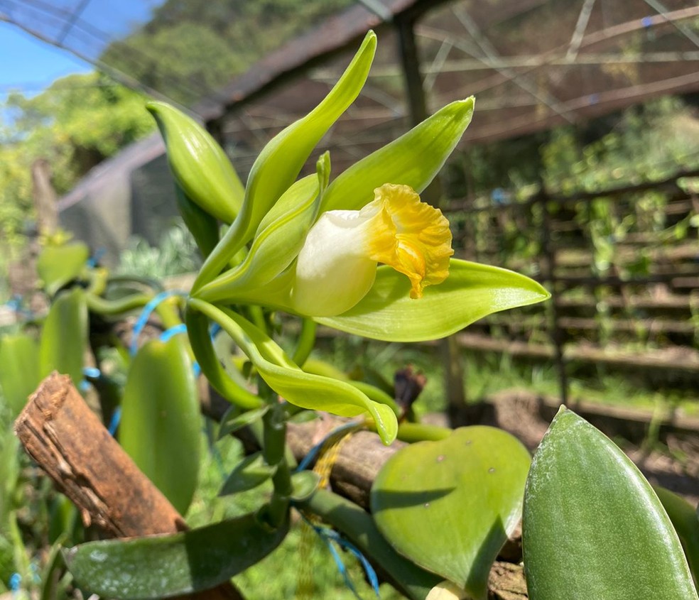 As orquídeas florescem apenas uma ou duas vezes por ano — Foto: Divulgação