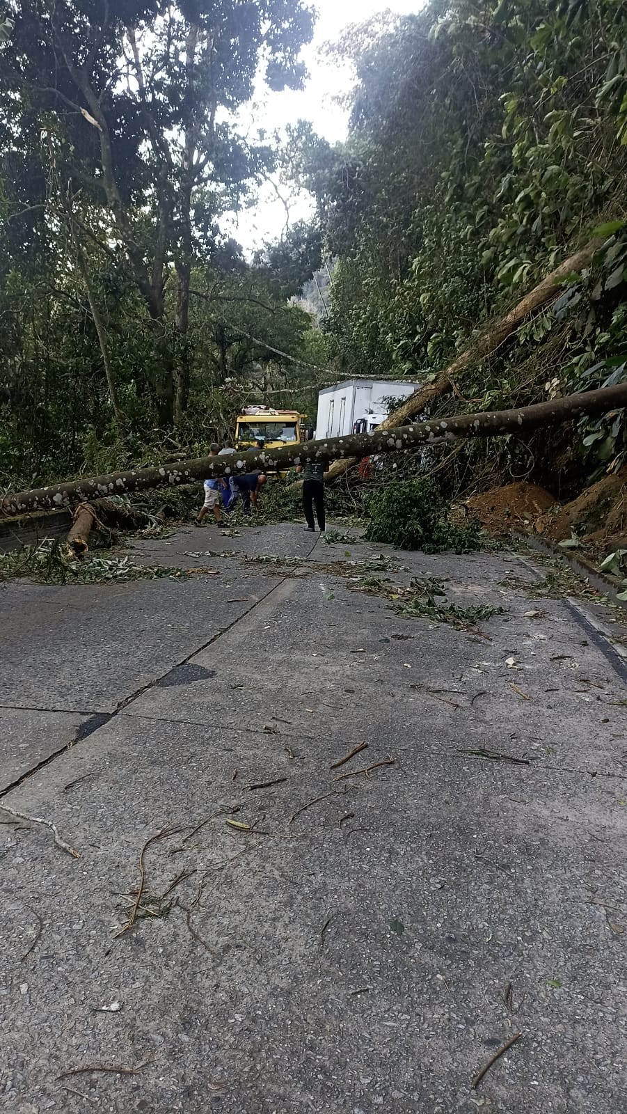 Vendaval derruba árvores e interdita totalmente subida da Serra de Petrópolis. — Foto: Divulgação - PRF