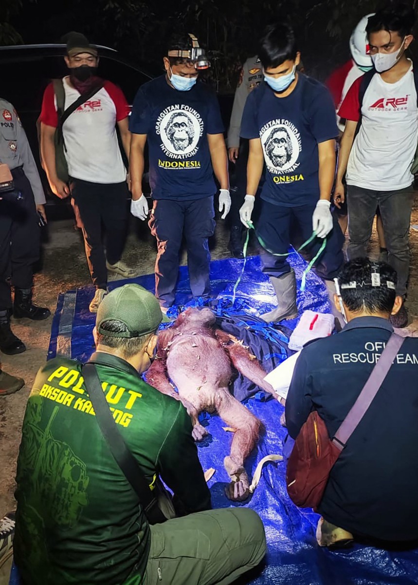 Orangotango e filhote são resgatados após ficarem presos em armadilhas na Indonésia
