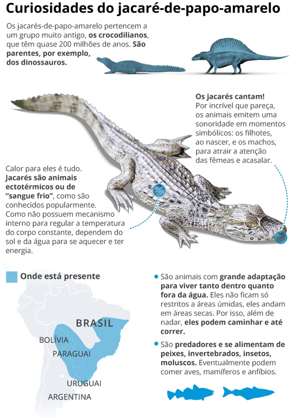 Em média, um jacaré-do-papo-amarelo é resgatado pelas ruas do Rio por ...