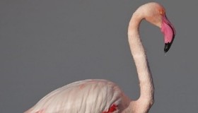 Cerca de 40 flamingos morrem após serem atingidos por avião na Índia