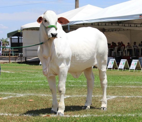 Vaca mais cara do mundo vive em Minas Gerais — Foto: Divulgação