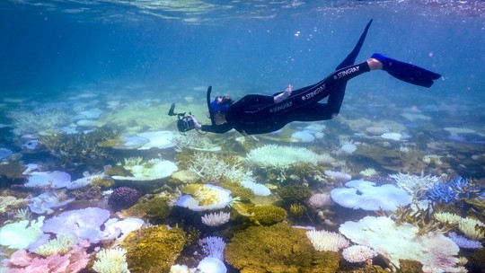 Grande Barreira de Coral da Austrália sofre o pior branqueamento em massa já registrado