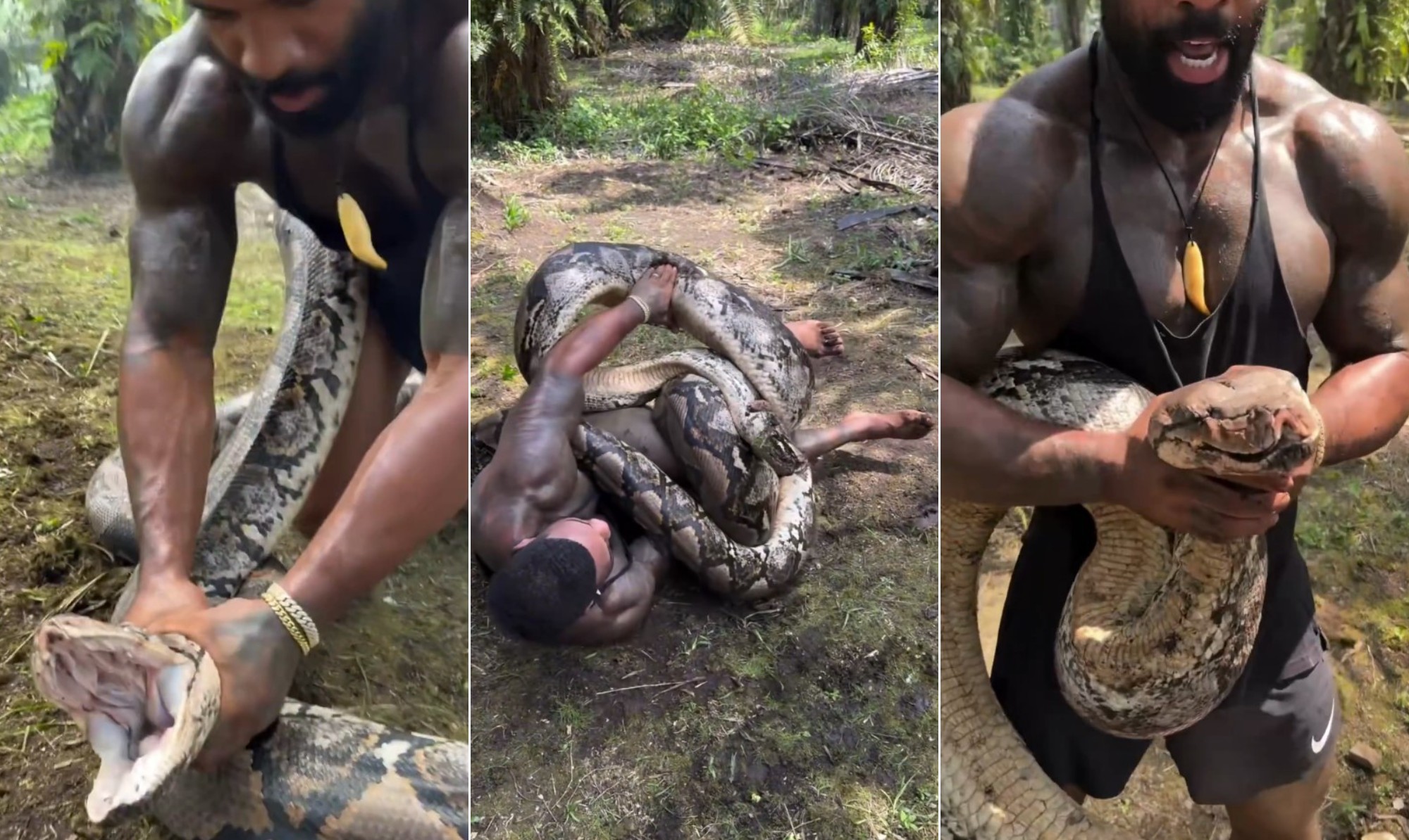 Influenciador produz vídeos em que luta com cobras gigantes e ganha o apelido de Tarzan; vídeo