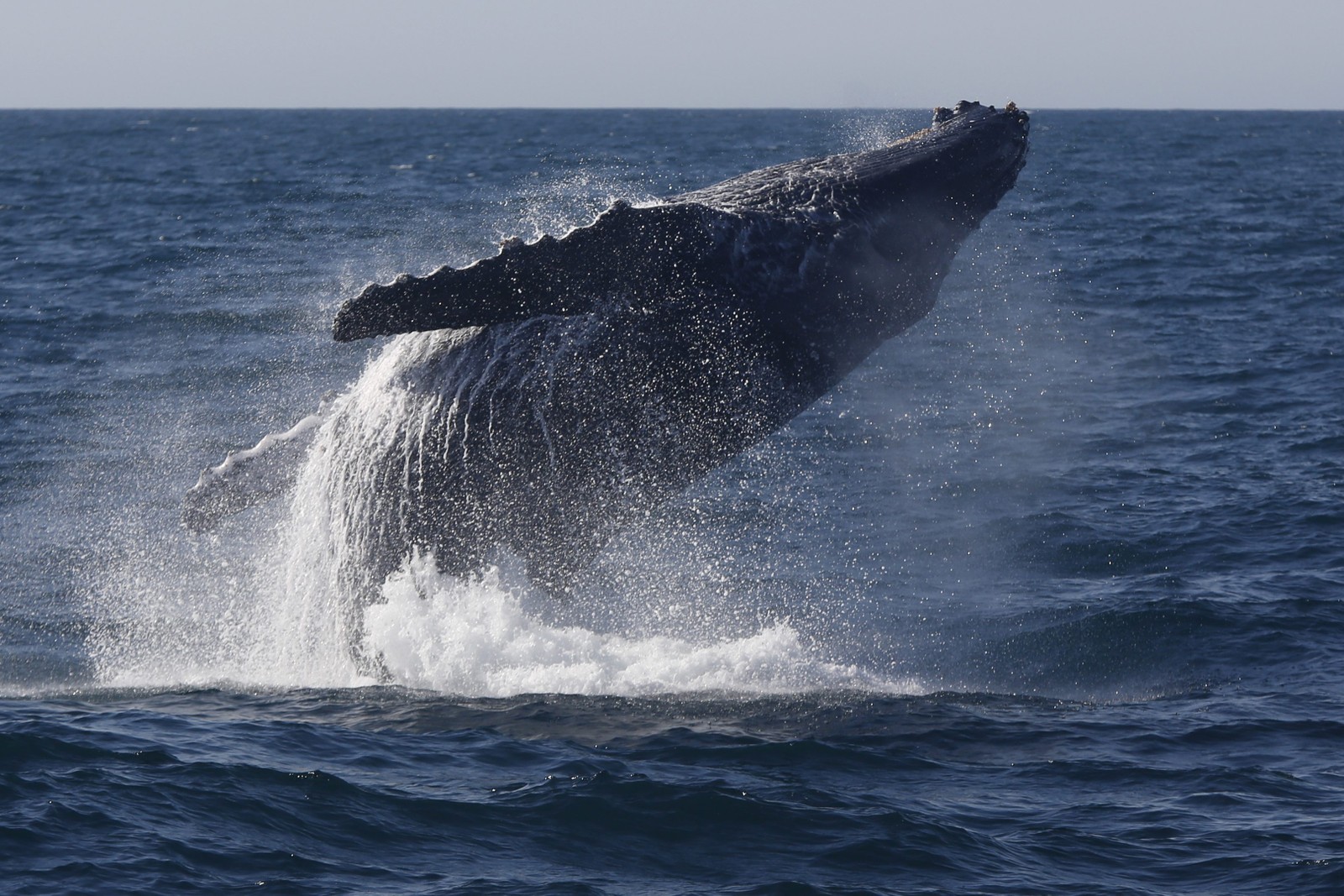 Observação de baleias no litoral do Rio de Janeiro — Foto: Custodio Coimbra