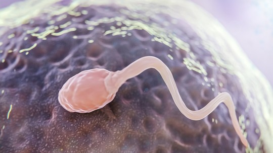 IA encontra oito espermatozoides antes 'invisíveis', e casal engravida mesmo após diagnóstico de infertilidade severa; entenda IA encontra oito espermatozoides antes 'invisíveis', e casal engravida mesmo após diagnóstico de infertilidade severa; entenda