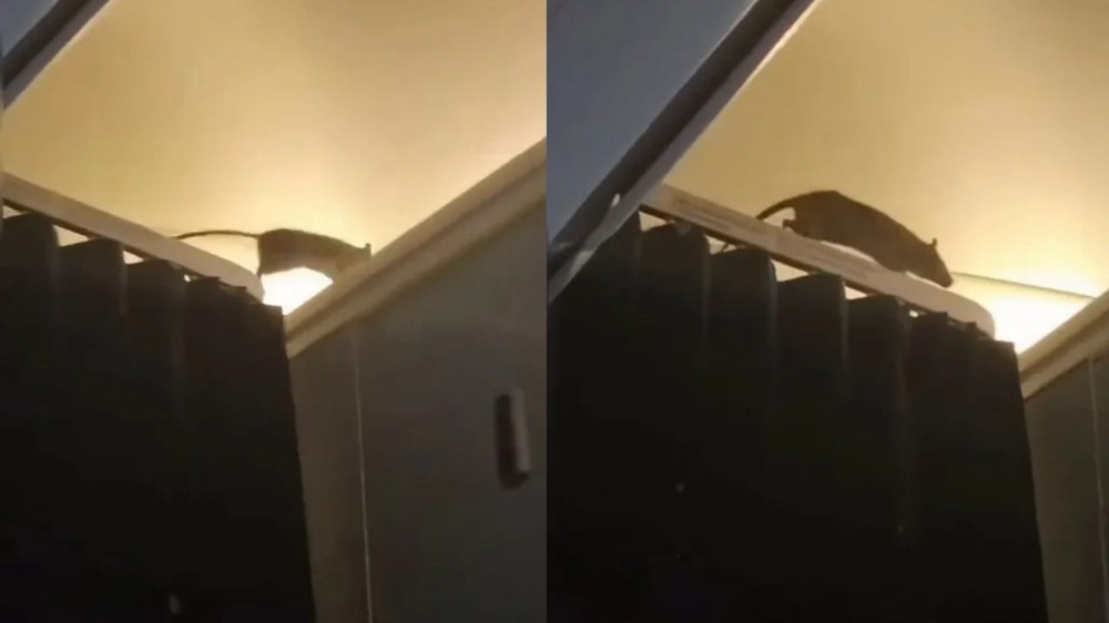 Rato circula por cabine de avião em voo que saiu de Amsterdã e causa ...