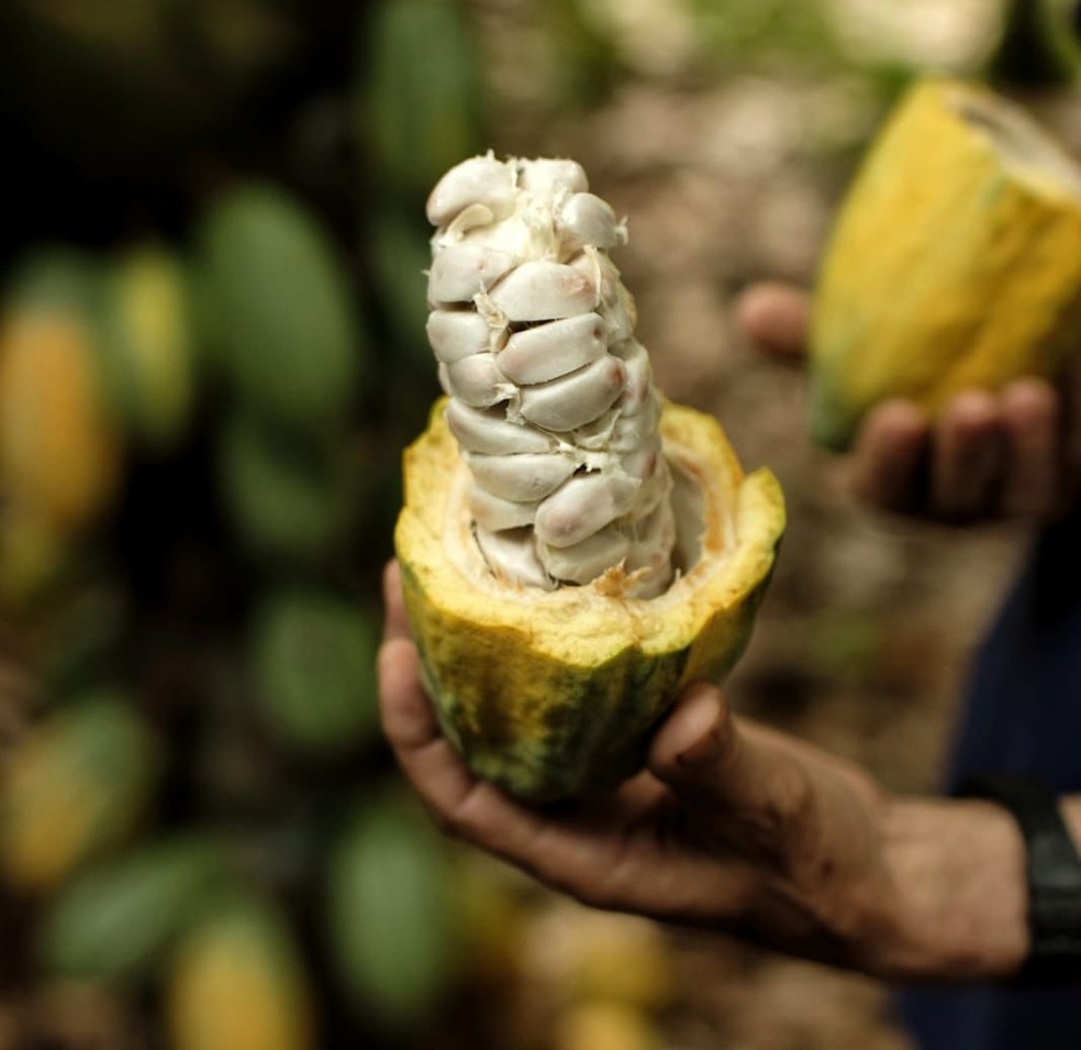 Conheça os segredos de produção da amêndoa de cacau mais premiada do mundo