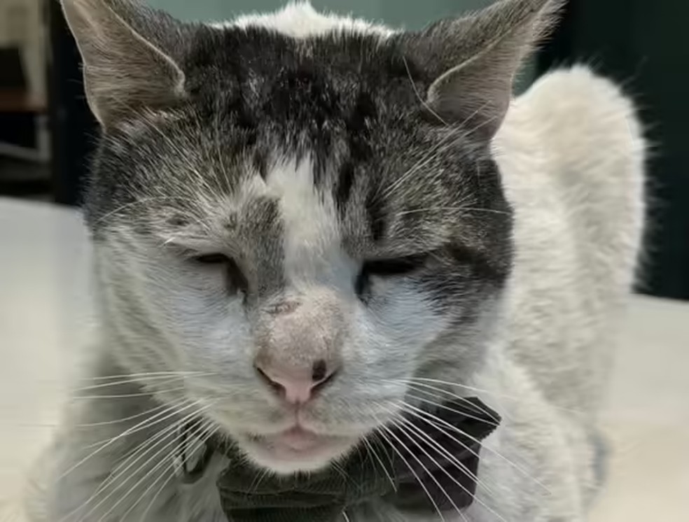 O felino mantém uma rotina estável: acorda cedo, come, brinca, descansa e passa parte do dia explorando as instalações — Foto: Reprodução/ @EmbBrasilChile