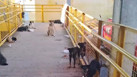 Sem abrigo, cachorros resgatados são amarrados em postes no RS; veja vídeo