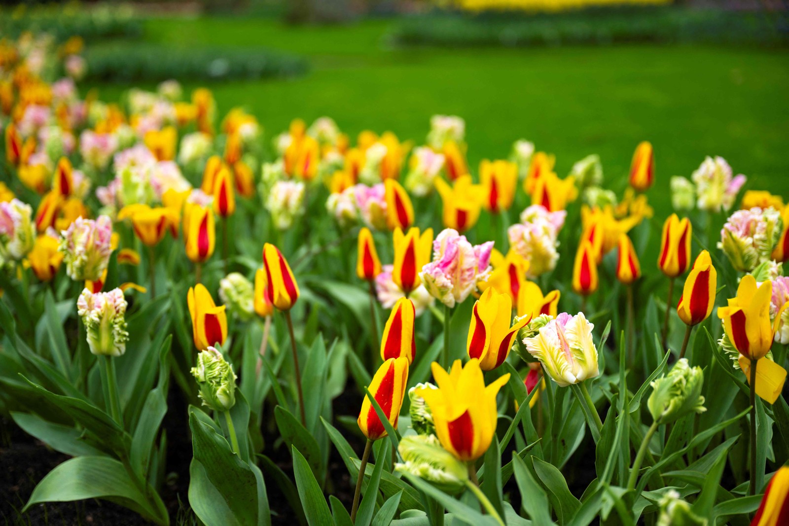Tulip garden at Keukenhof Gardens in Lisse, near Amsterdam, Netherlands — Photo: Nick Gammon / AFP