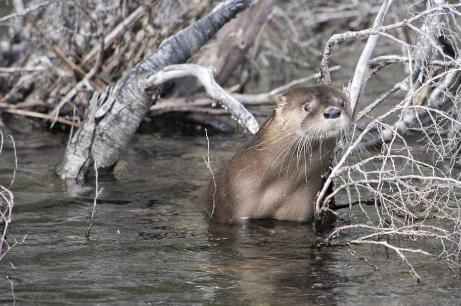 Após 40 anos, lontra-do-sul volta a ser registrada em parque nacional da Argentina - QTU Questões do Universo