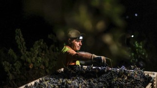 Trabalhador com lanterna presa à cabeça recolhe as uvas durante colheita noturna em Estremoz — Foto: Patricia de Melo Moreira/AFP