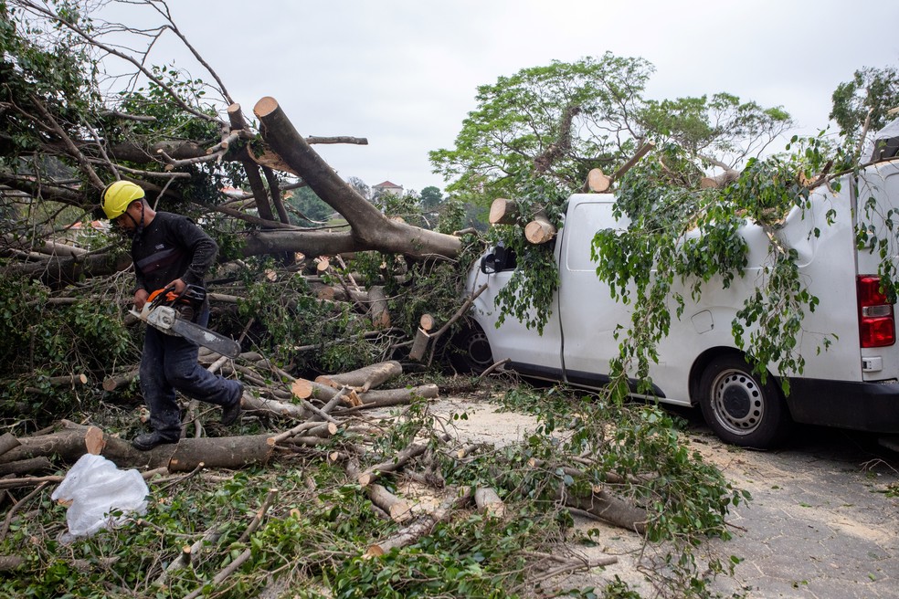 Durante a chuva, uma árvore do terreno caiu em cima de uma van e de outros carros — Foto: Edilson Dantas/O GLOBO
