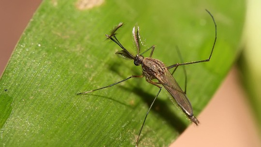 Cidade dos EUA fecha espaços públicos depois de caso de encefalite de alta letalidade transmitida por mosquito