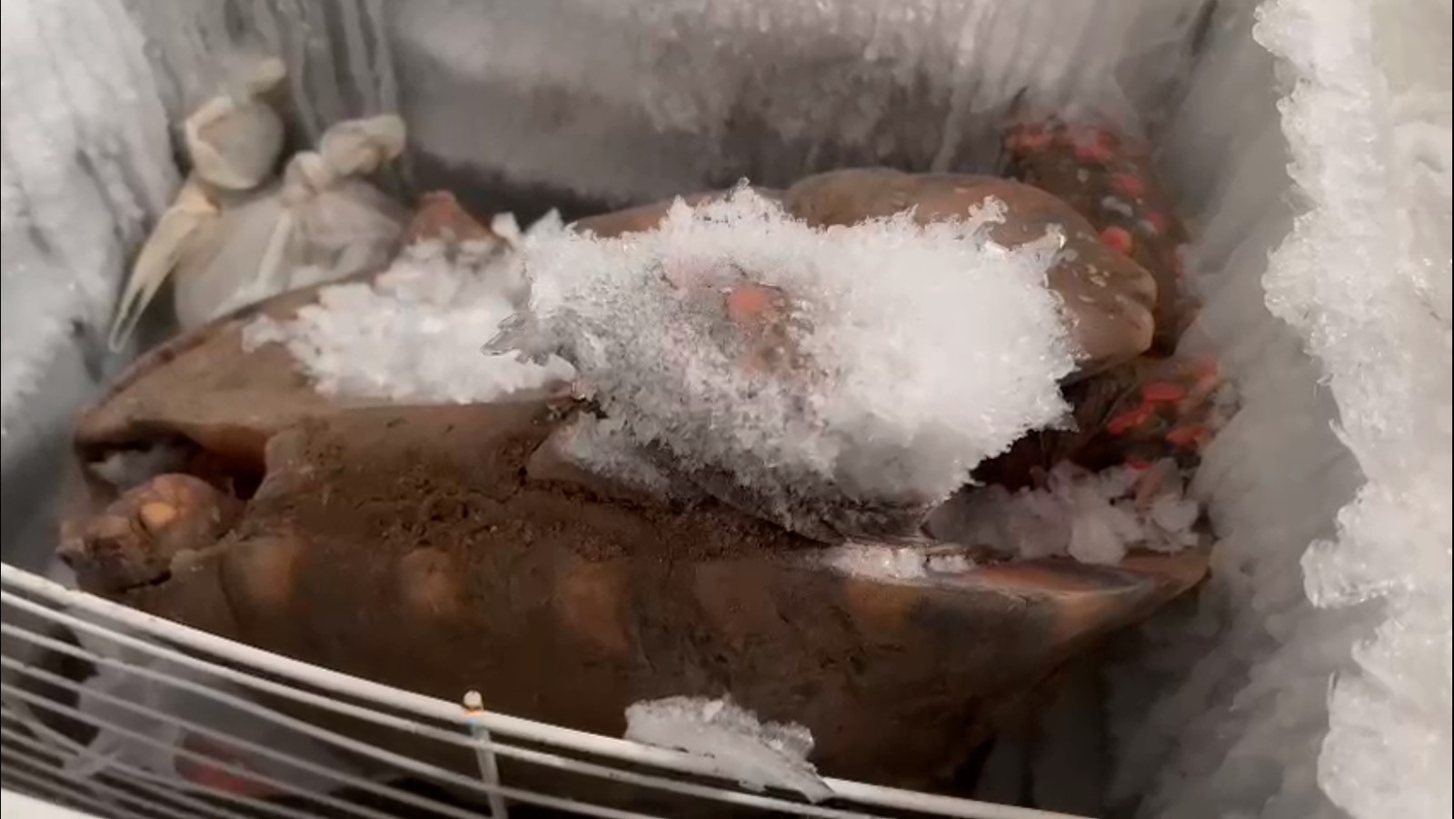 Tartaruga foi encontrada congelada em freezer — Foto: Divulgação / Polícia Federal