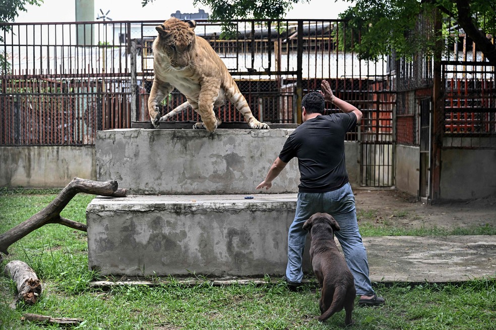 País tem mais de 500 tigres registrados em zoológicos, fazendas de criação, cafés temáticos e residências particulares — Foto: Lillian Suwanrumpha/AFP
