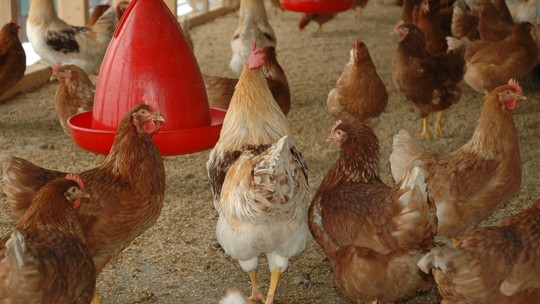 Gripe aviária: dois estados já registram casos da doença; veja os riscos