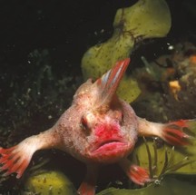 Peixe-mão-rosa (Brachiopsilus dianthus) usa nadadeiras para “andar” no fundo do mar, foi visto apenas quatro vezes desde 1999 na Tasmânia e continua sendo um mistério para a ciência — Foto: Reprodução