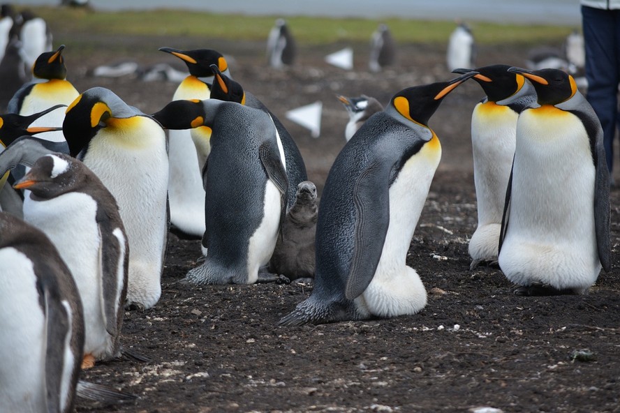 Pinguins são ameaçados por deslocamento do maior iceberg do mundo
