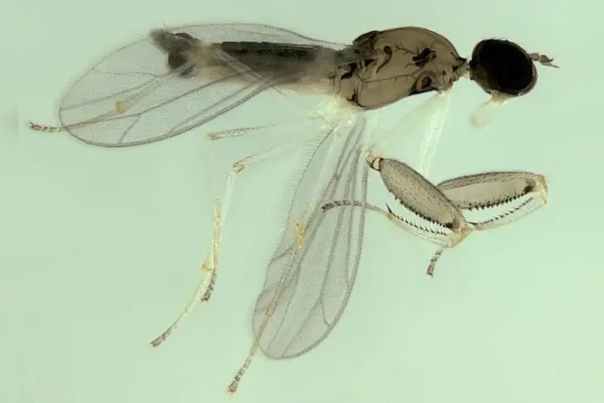 Pesquisadores descobrem nova espécie de mosca, predadora de mosquito ...