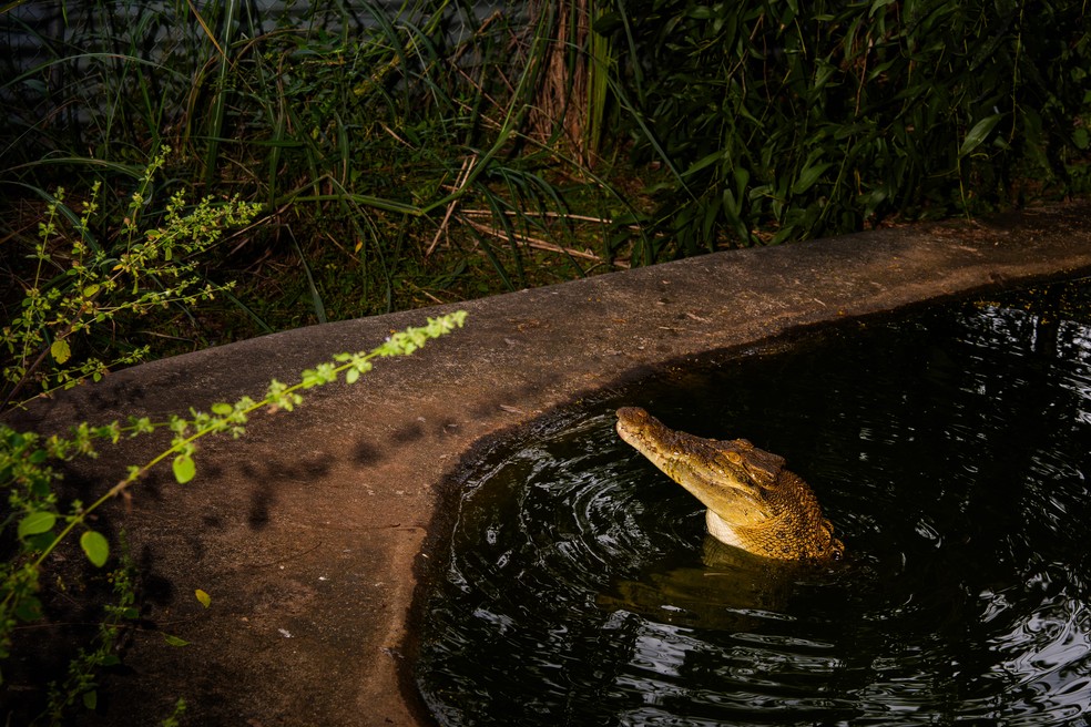 Bazza, o crocodilo de estimação de Bluey Phelan, no lago do quintal da casa de Phelan em Humpty Doo, Território do Norte — Foto: Matthew Abbott / The New York Times