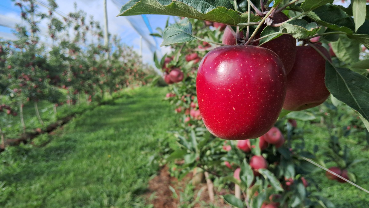 Safra 2025: menos chuvas intensificam sabor e doçura da maçã; entenda