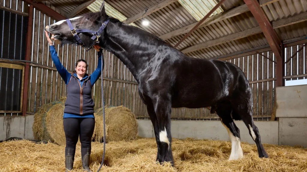 Conheça Hugo, cavalo de quase 2 metros reconhecido pelo Guinness como o mais alto do mundo (e que ainda pode crescer) - Foto