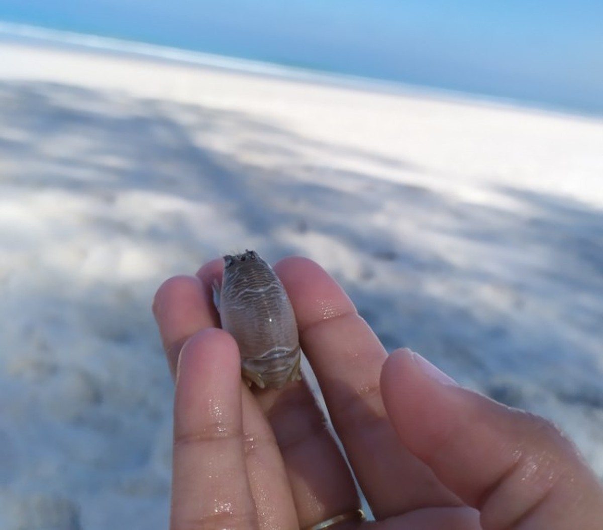 Cad&ecirc; os tatu&iacute;s? Saiba por que esp&eacute;cie vem sumindo das praias e corre risco de extin&ccedil;&atilde;o; veja v&iacute;deos de apari&ccedil;&otilde;es raras