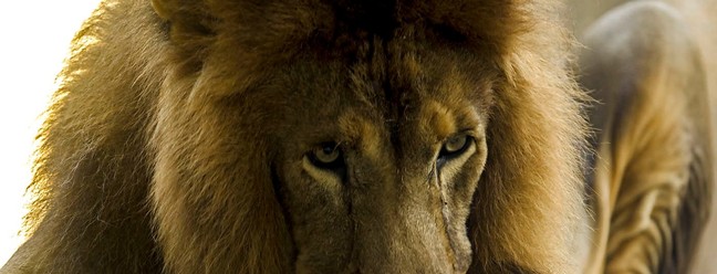 Le&atilde;o Simba se delicia com o picol&eacute; de sangue servido no BioParque do Rio &mdash; Foto: Gabriel de Paiva / Ag&ecirc;ncia O Globo