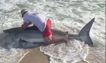 Vídeo mostra pescador capturando tubarão-branco de mais de 2
