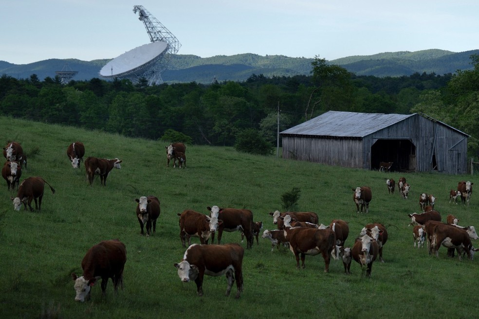 Vacas pastam em um campo perto do Telescópio Green Bank, um radiotelescópio de 100 metros totalmente direcionável — Foto: Brendan Smialowski / AFP