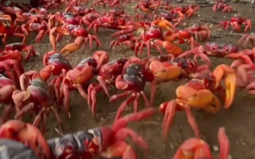 Caranguejos vermelhos migram para o oceano