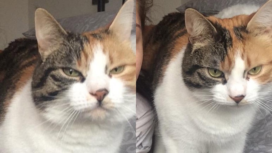 Gata desaparecida por uma dcada volta para casa no dia do | Mundo | QTU - Notícias