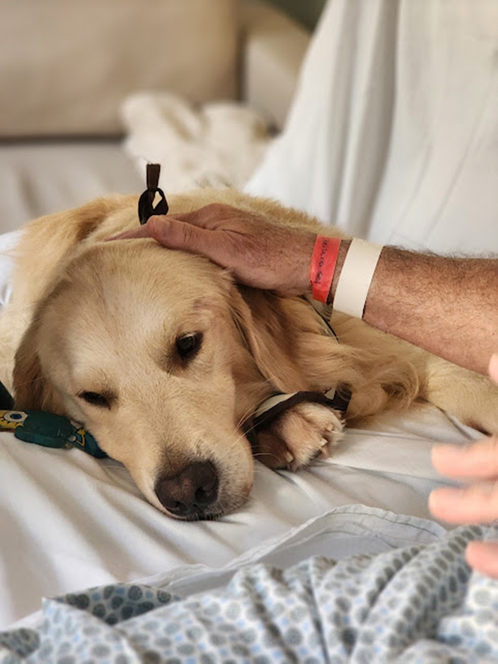 Bento. O golden retrivier é acariciado por paciente durante visita a interno do Hospital Pró-Cardíaco, em Botafogo — Foto: Divulgação/Pêlo Próximo