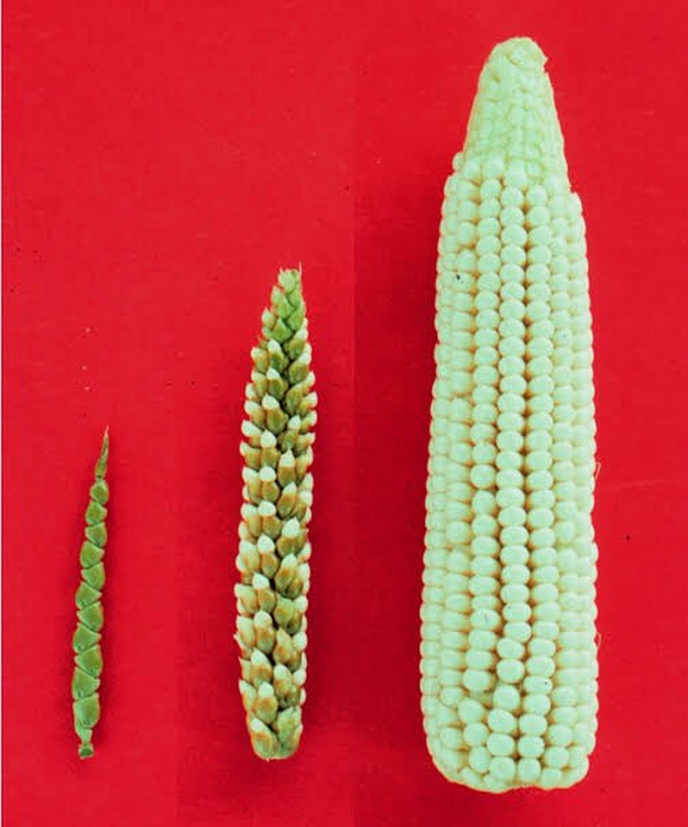 banana-com-caro-o-vers-o-silvestre-de-frutas-e-legumes-viraliza-nas