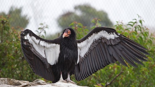 Gripe aviária: Sociedade médica brasileira recomenda que população fique longe de aves silvestres