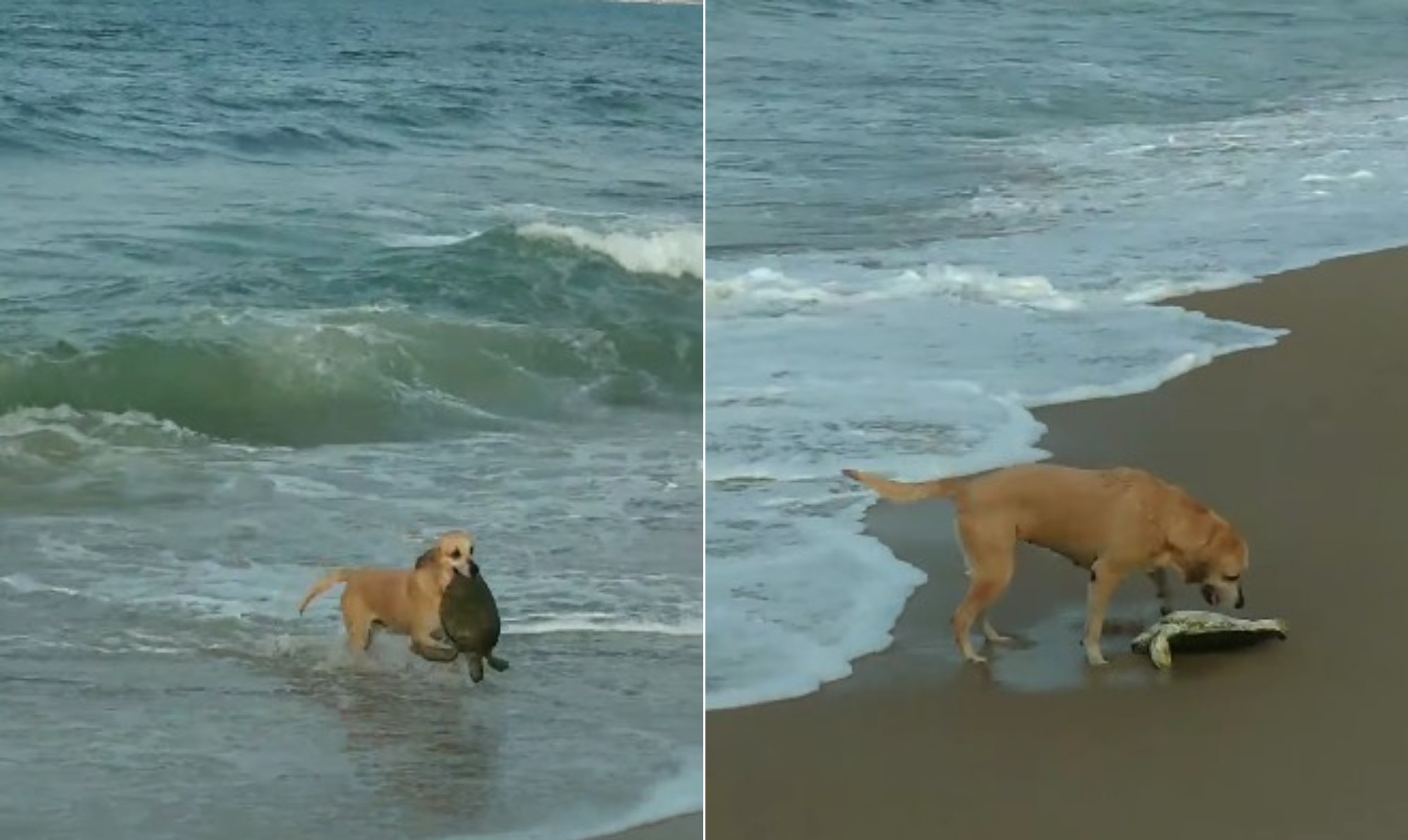 Cadela 'heroína' salva tartaruga em praia de Santa Catarina; vídeo