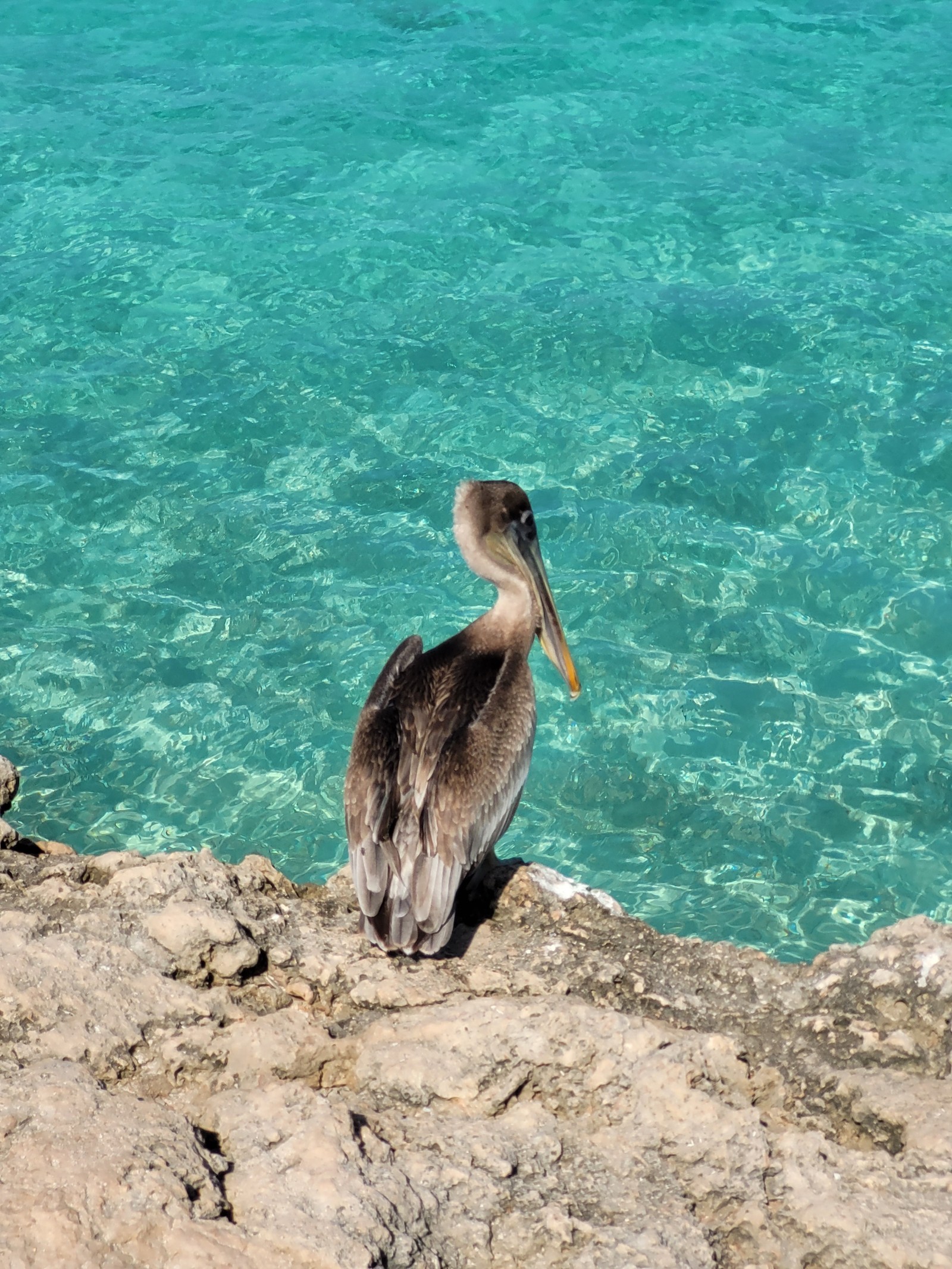 Tres Trapi fica na enseada de Boca Catalina, na parte norte de Aruba, e atrai muita vida animal, como este pelicano — Foto: Eduardo Maia / O Globo