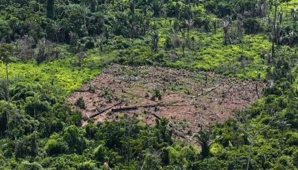 Desmatamento e invasões ameaçam quase um terço da Terra Indígena Karipuna, em RO