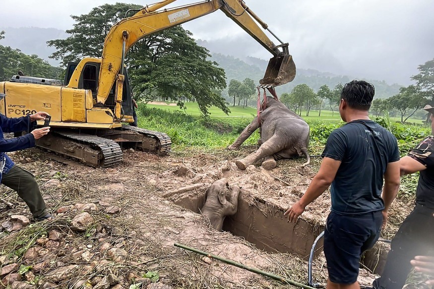 Elefante e filhote foram resgatados de buraco de esgoto na Tailândia — Foto: AFP